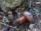 Neoboletus praestigiator (Neoboletus praestigiator), Zemplén